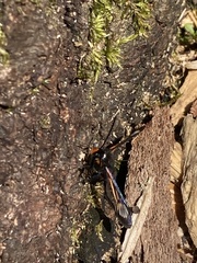Synanthedon culiciformis