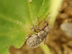 Phyllobius brevis