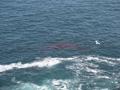 Carcharodon carcharias