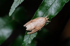 Camptozada mirabilis