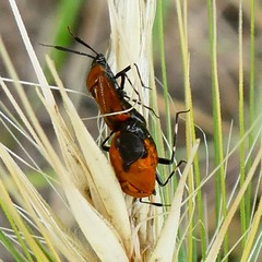 Deraeocoris punctum