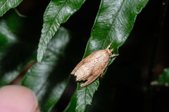Camptozada mirabilis