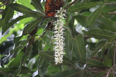 Macadamia ternifolia