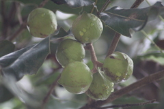 Macadamia ternifolia