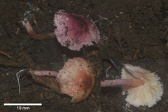 Lepiota erythrosticta