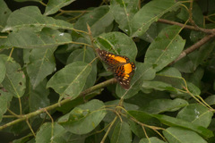 Pseudacraea warburgi