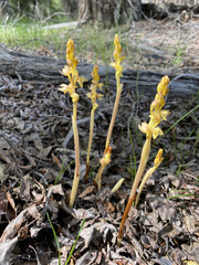Corallorhiza striata vreelandii