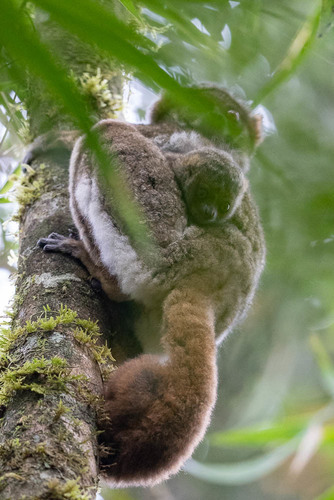 Peyrieras' Woolly Lemur