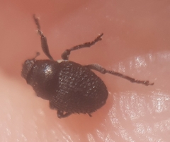 Zacladus exiguus