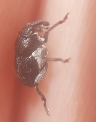 Zacladus exiguus
