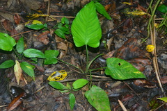 Schismatoglottis kotoensis