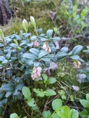 Vaccinium vitis-idaea