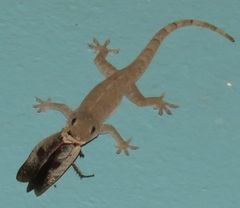 Gyna caffrorum
