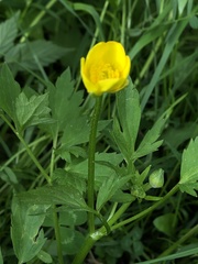 Ranunculus repens