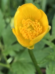 Ranunculus repens