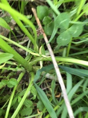 Ranunculus repens