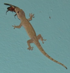 Gyna caffrorum