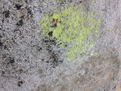 Acarospora tuckerae