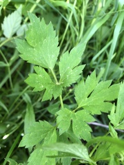 Ranunculus repens