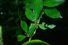 Cyrtandra umbellifera