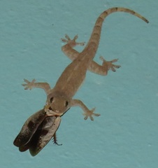 Gyna caffrorum