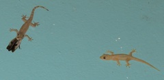 Gyna caffrorum