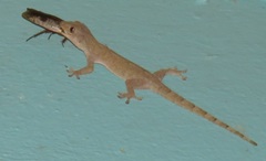 Gyna caffrorum