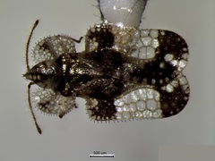 Corythucha juglandis