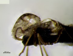 Corythucha juglandis