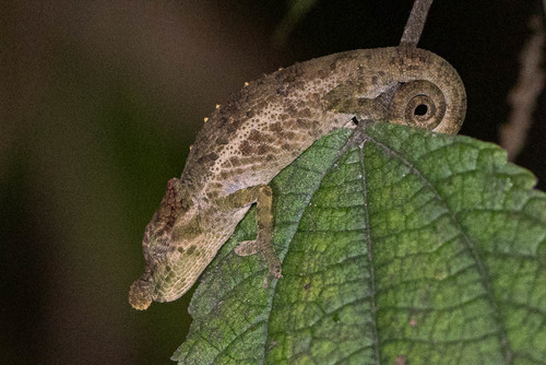Deceptive Chameleon