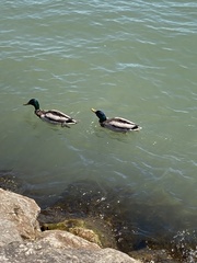 Anas platyrhynchos