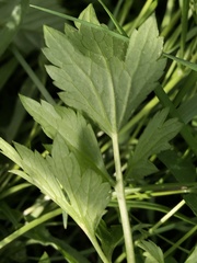 Ranunculus repens