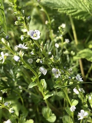 Veronica serpyllifolia