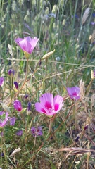 Clarkia gracilis sonomensis