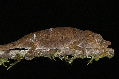 Deceptive Chameleon