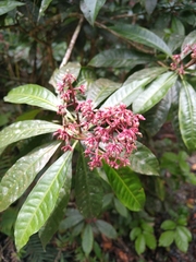 Parathesis crenulata