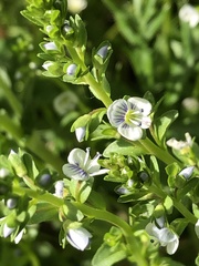 Veronica serpyllifolia