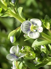 Veronica serpyllifolia