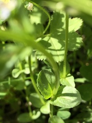 Veronica serpyllifolia