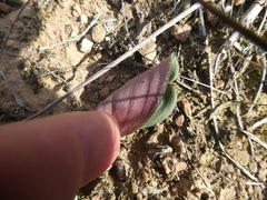 Eriospermum pubescens