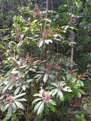 Parathesis crenulata