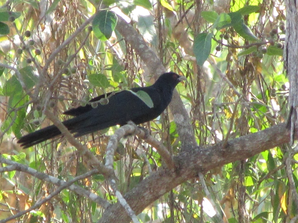 Australian Koel (Urban Birds of Brisbane) · iNaturalist
