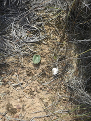 Eriospermum pubescens