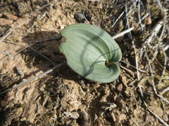 Eriospermum pubescens