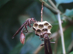 Mischocyttarus drewseni