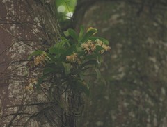 Cyrtorchis arcuata