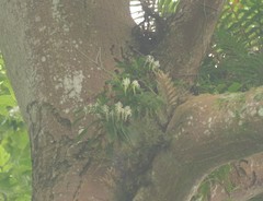 Cyrtorchis arcuata