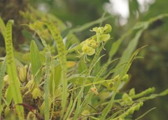 Bulbophyllum lizae