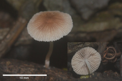 Collybiopsis neotropica