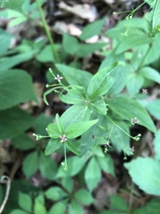 Galium latifolium